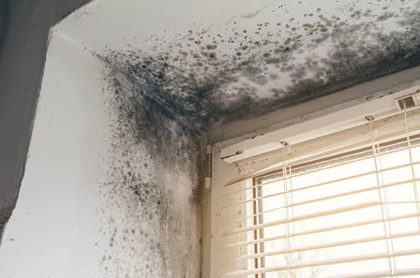 Affordable Crawl Space Mold Removal solutions in Burtonsville, MD